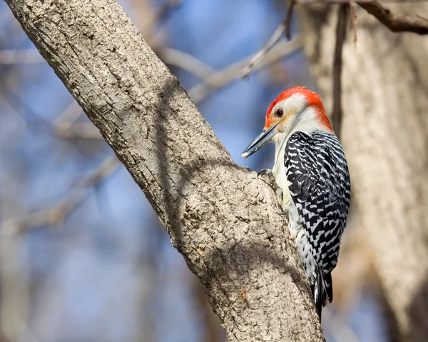 Red bellied woodpecker eating a piece of corn — Stock Photo, Image