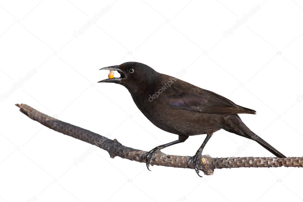Grackle holds a piece of corn in its beak while standing on a br