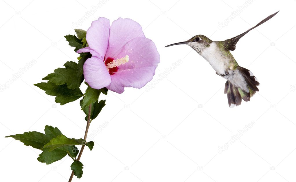 Hummingbird and a rose of sharon