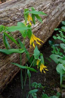 Bellwort on the woodland floor clipart