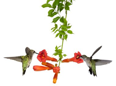 Hummingbirds feed at a trumpet vine clipart