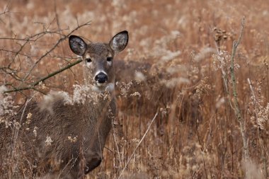 Deer posing in the woodlands clipart