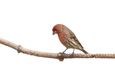 While perched house finch lowers his head clipart