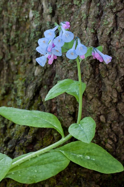 Skryté virginia bluebell — Stock fotografie