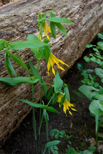 Glockenblume auf dem Waldboden — Stockfoto