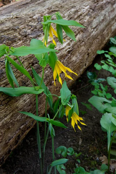 Bellwort en el suelo del bosque — Foto de Stock