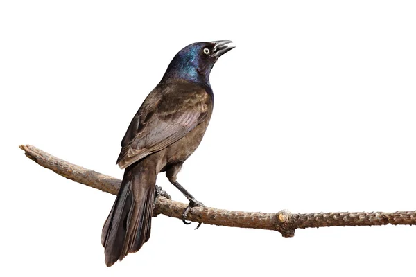 Rear view of grackle perched on branch eating sunflower — Stock Photo, Image