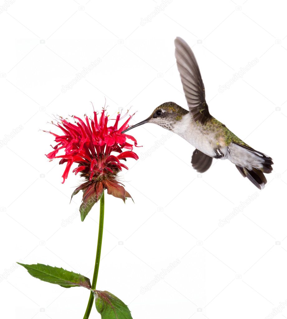 Hummingbird sips nectar