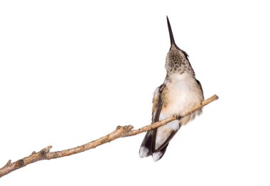 Hummingbird relieves itself from an itch clipart