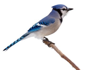 Bluejay scans its surroundings clipart