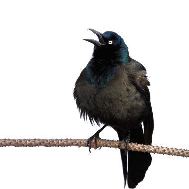Grackle screeches while perched on a branch clipart