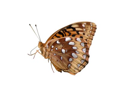 Profile of great spangled fritillary on a white background clipart