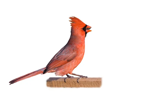 Cardinal manger une graine de tournesol isolé ona fond blanc — Photo