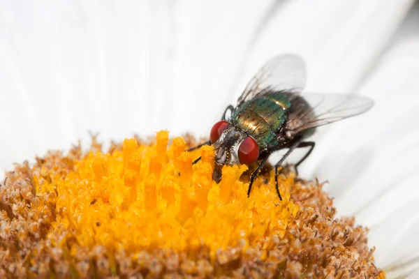 A mosca doméstica come o pólen de uma margarida — Fotografia de Stock