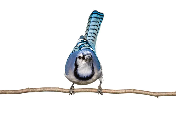 Bluejay sedí na větev při pohledu přímo vpřed — Stock fotografie