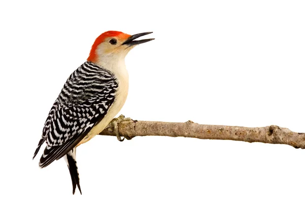 Perfil de red-bellied woodpecker with beak open — Fotografia de Stock
