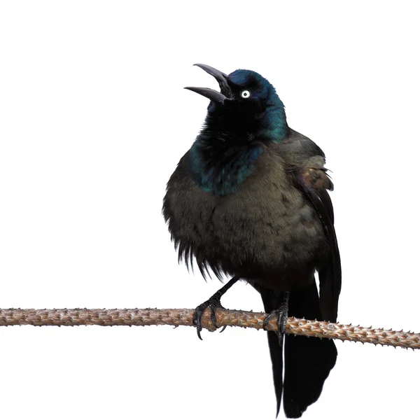 Grackle screeches while perched on a branch — Stock Photo, Image