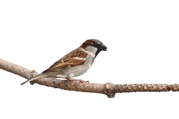 Full profile of sparrow holding a sunflower seed in its beak — Stock Photo, Image