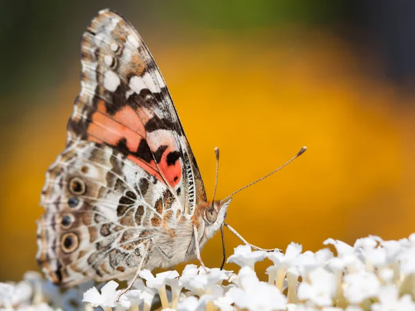 Common buckeye butterfly feeds on a butterflybush — Stock Photo, Image