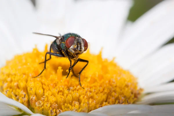 Shasta dasiy üzerinde sinek — Stok fotoğraf
