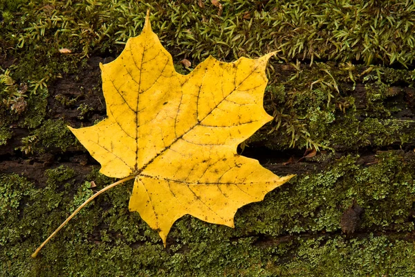 Sarı akçaağaç yaprağı yavaş yavaş sarı kahverengi değiştirir. — Stok fotoğraf
