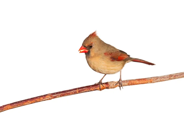 Женщина-кардинал ест семя — стоковое фото