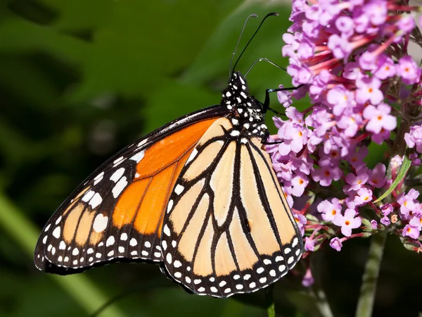 Monarch butterfly feeding on a butterfly bush — Stock Photo, Image