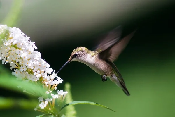 Hummingbird hovers in the garden — Stock Photo, Image