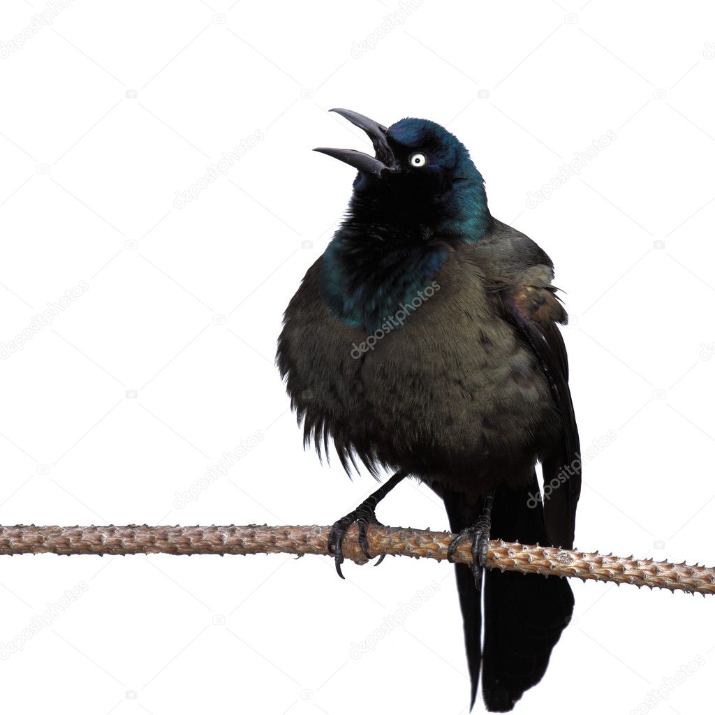 Grackle screeches while perched on a branch