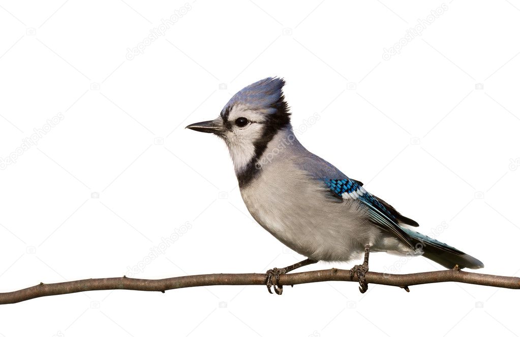 Bluejay poses with is head crown opened