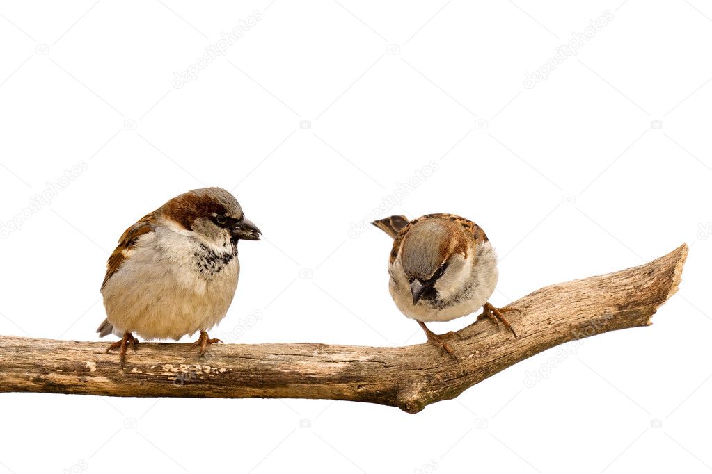 Two sparrows search for and eat sunflower seeds