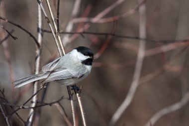 Black capped chickadee nestled on a branch clipart