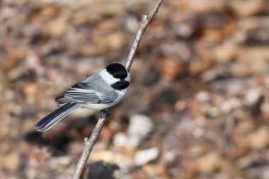 Black capped chickadee perched on a branch clipart