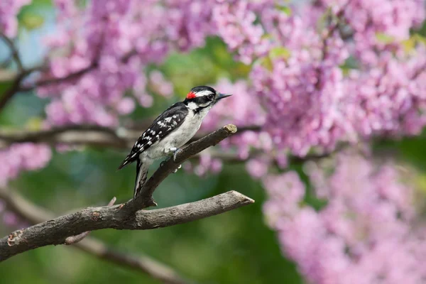 Profile of downy woodpecker — Stock Photo, Image