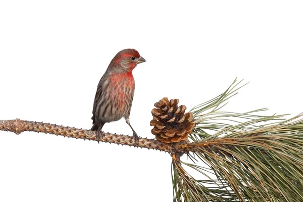 Finch contemplates eating an appetizing pine cone — Stock Photo, Image