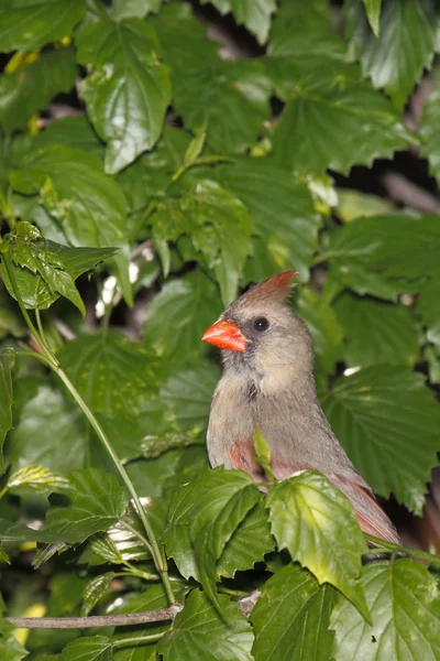 Female cardinal takes a peek — Stock Photo, Image