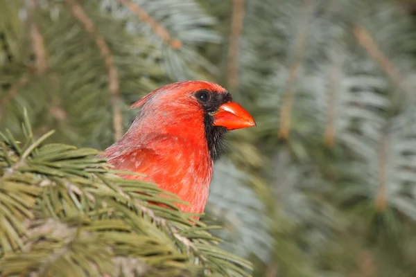Cardinal hinds in a blue spruce — Stock Photo, Image