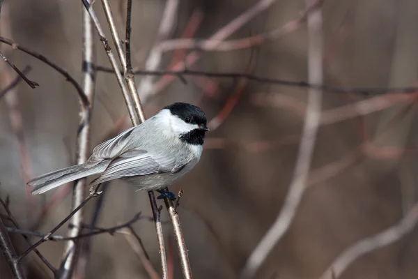 Black capped chickadee nestled on a branch — Stock Photo, Image