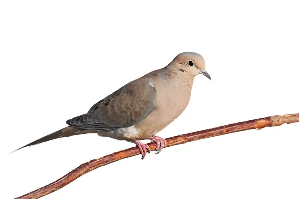 Rouw duif op een tak — Stockfoto