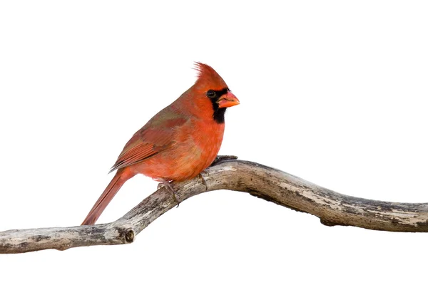 Perfil de un cardenal sentado en una rama — Foto de Stock
