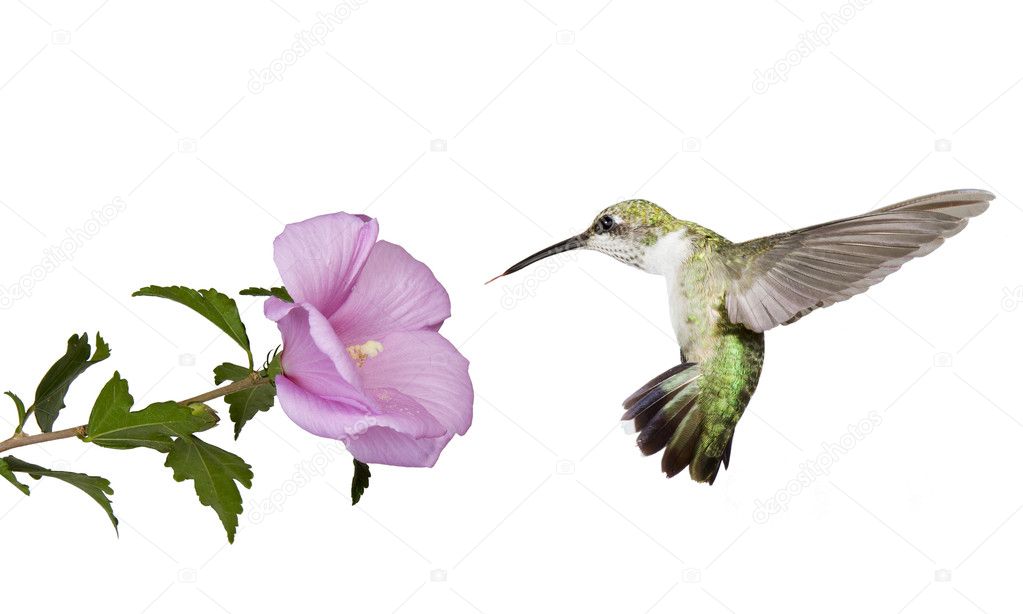 Hummingbird floats under a butterfly bush