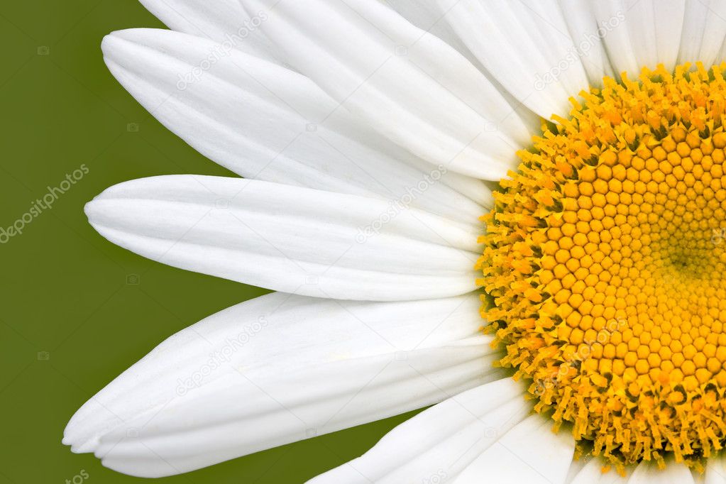 Closeup of a half of a shasta daisy