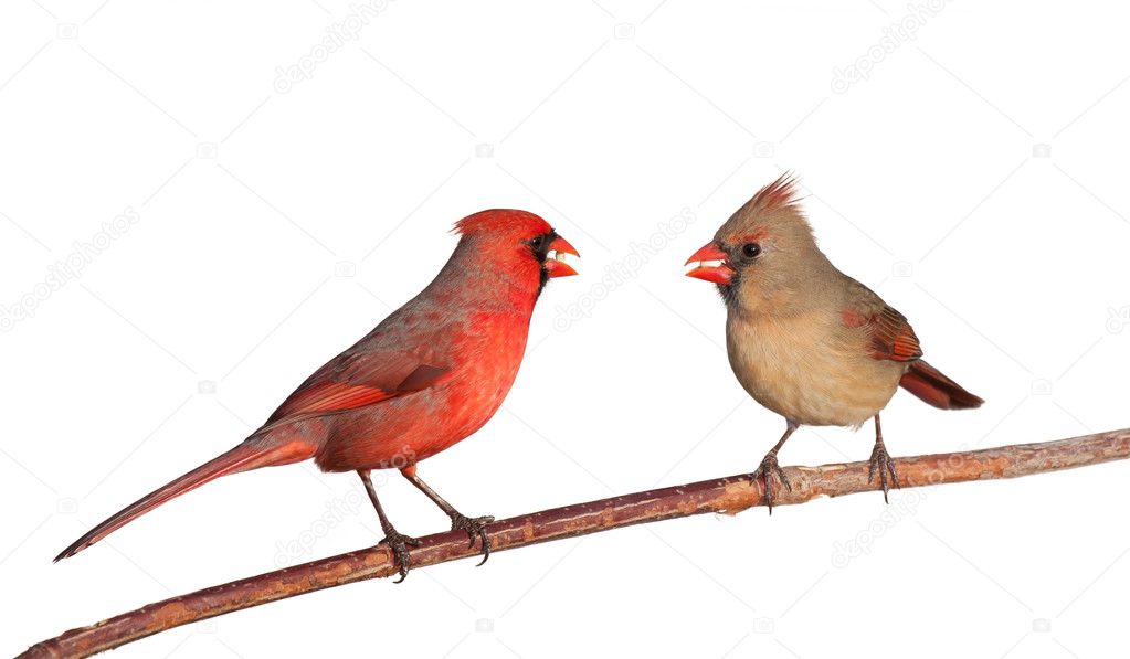 Two cardinals with a whole safflower seeds in their beak Stock Photo by