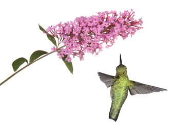 Hummingbird floats under a butterfly bush clipart