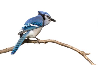 Bluejay pictured from behind sitting on branch clipart