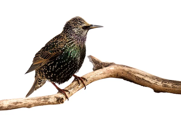 Profile of a european starling — Stock Photo, Image