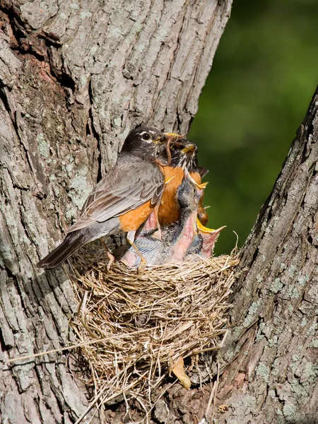 Dinner arrives for baby robins — Stock Photo, Image