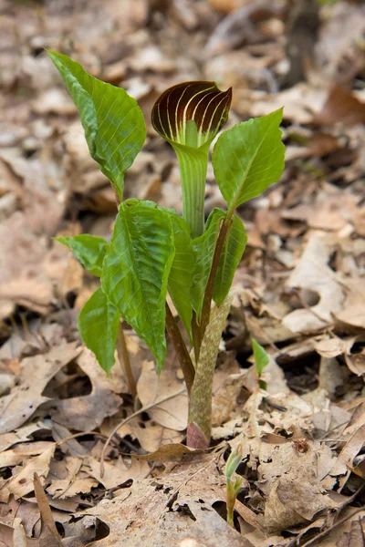 Jack in the pulpit sprouts open — Stock Photo, Image