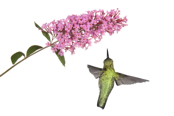 Hummingbird floats under a butterfly bush — Stock Photo, Image