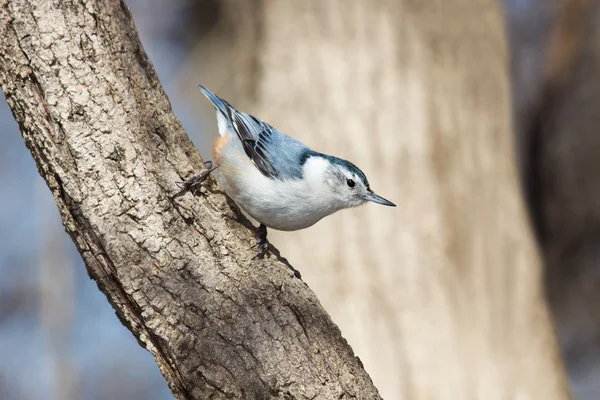 White breasted nuthatch walks down a tree branch — Stock Photo, Image